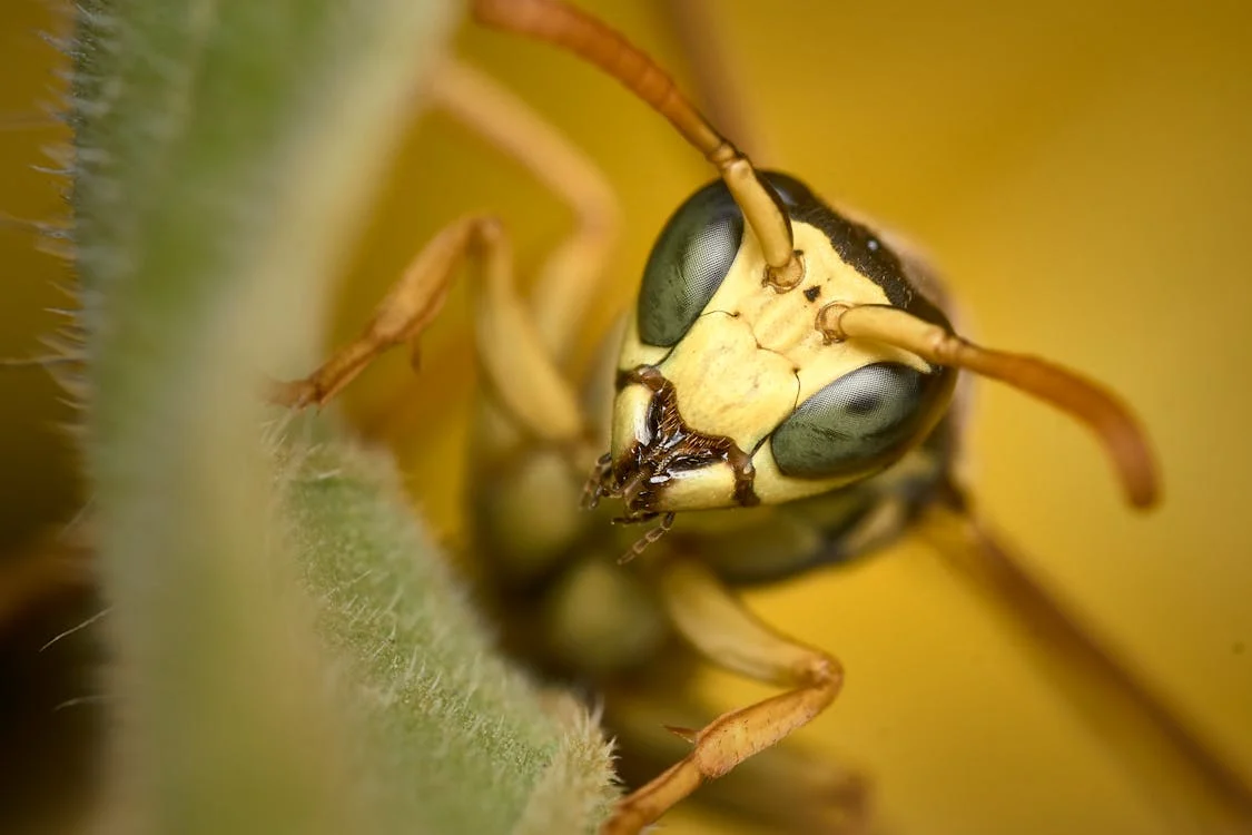 Bees Control Coquitlam: Protecting Homes and Communities