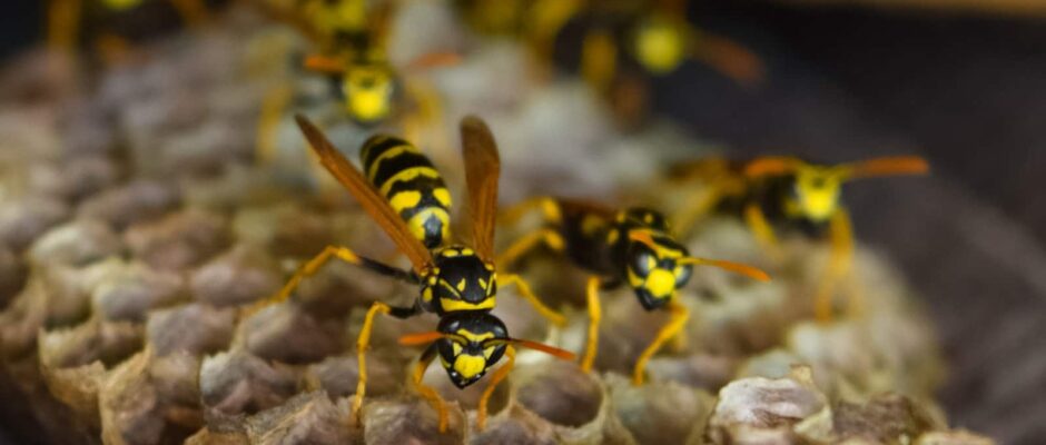 Wasp Control New Westminster