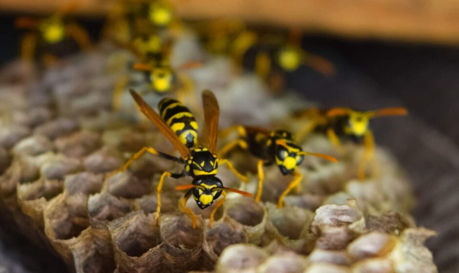 Wasp Control New Westminster