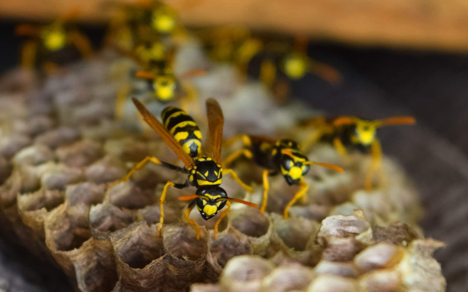 Wasp Control New Westminster: Protecting Your Home and Family