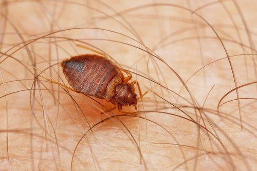 Bed Bug Control Caledon