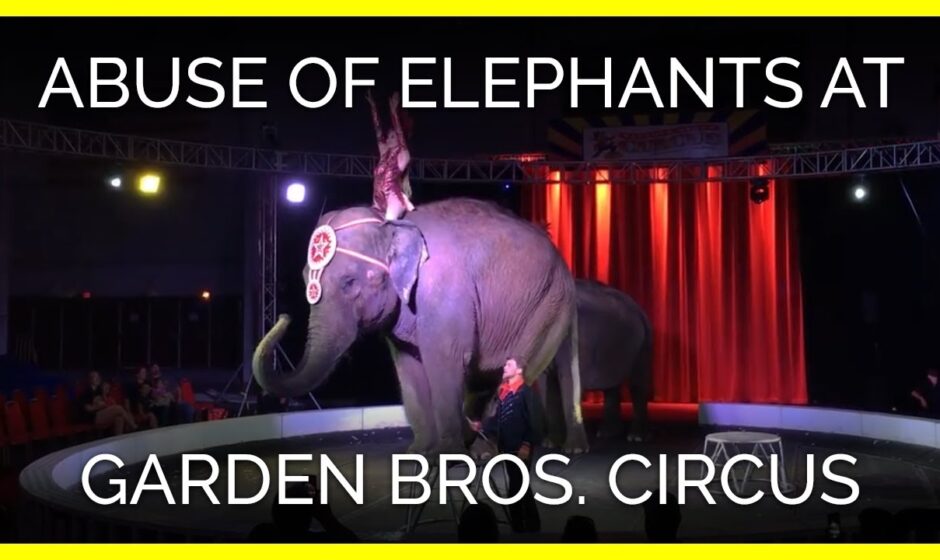 garden bros nuclear circus animal abuse