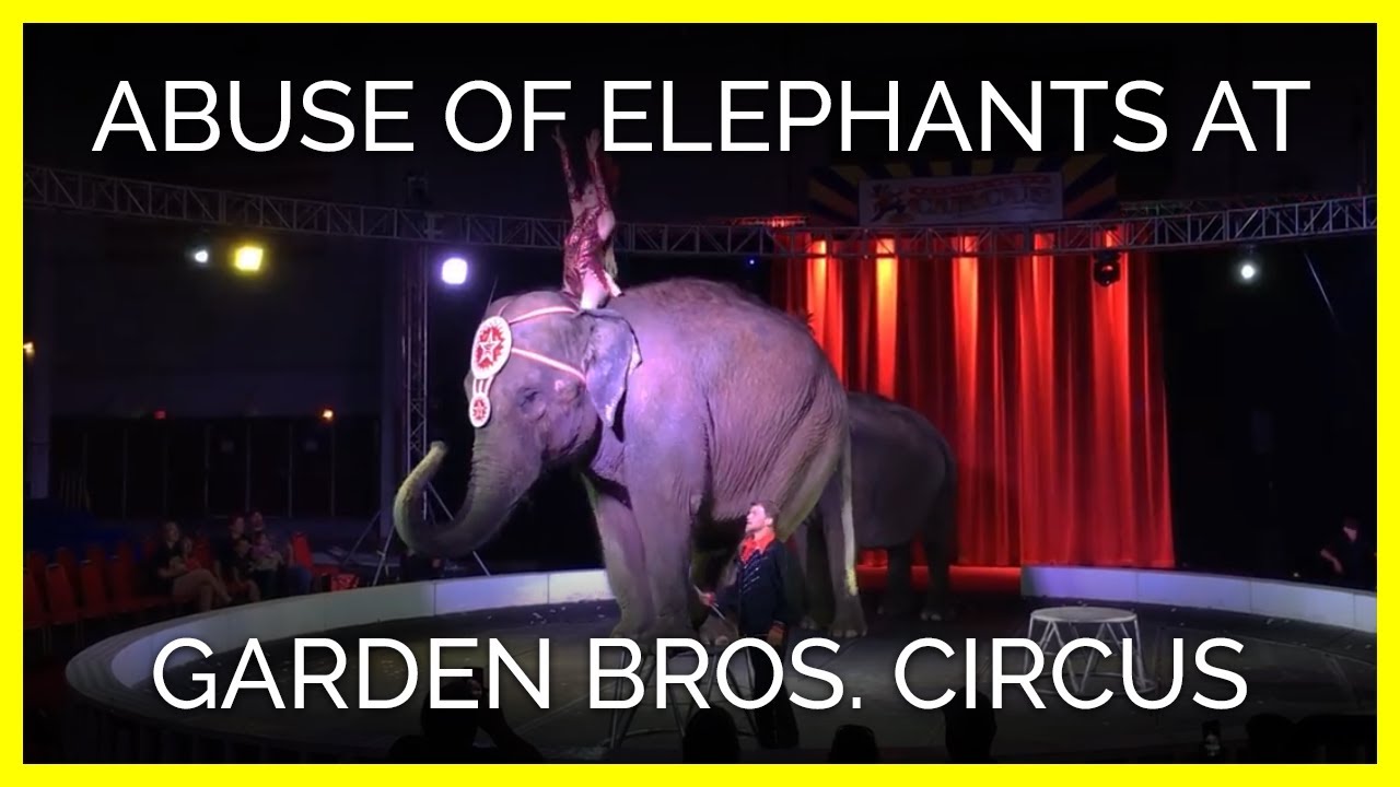 Unveiling the Dark Side: Garden Bros Nuclear Circus Animal Abuse and its Impact