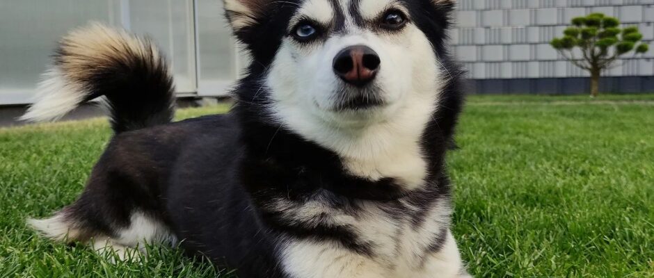 Husky Chihuahua Mix