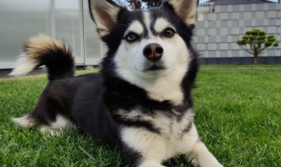 Husky Chihuahua Mix