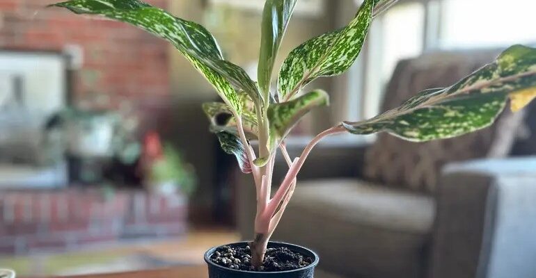 Aglaonema 'Sparkling Sarah' beautiful plant for plant lovers