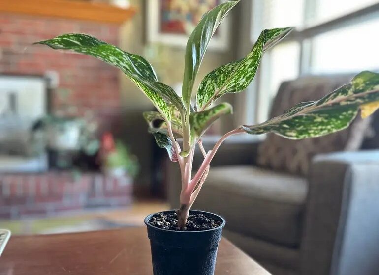 Aglaonema 'Sparkling Sarah' beautiful plant for plant lovers