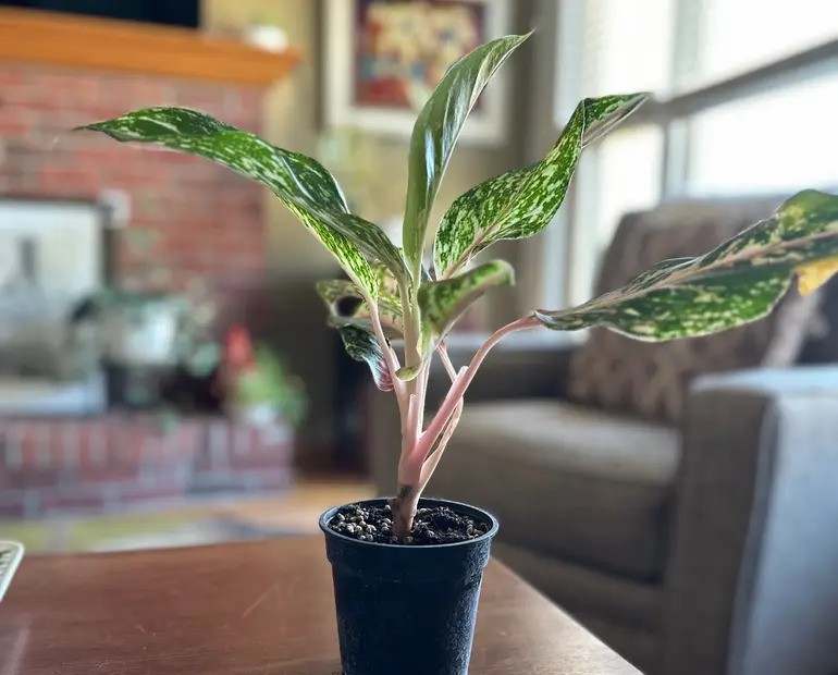 Why Choose Aglaonema ‘Sparkling Sarah’ for Your Home?