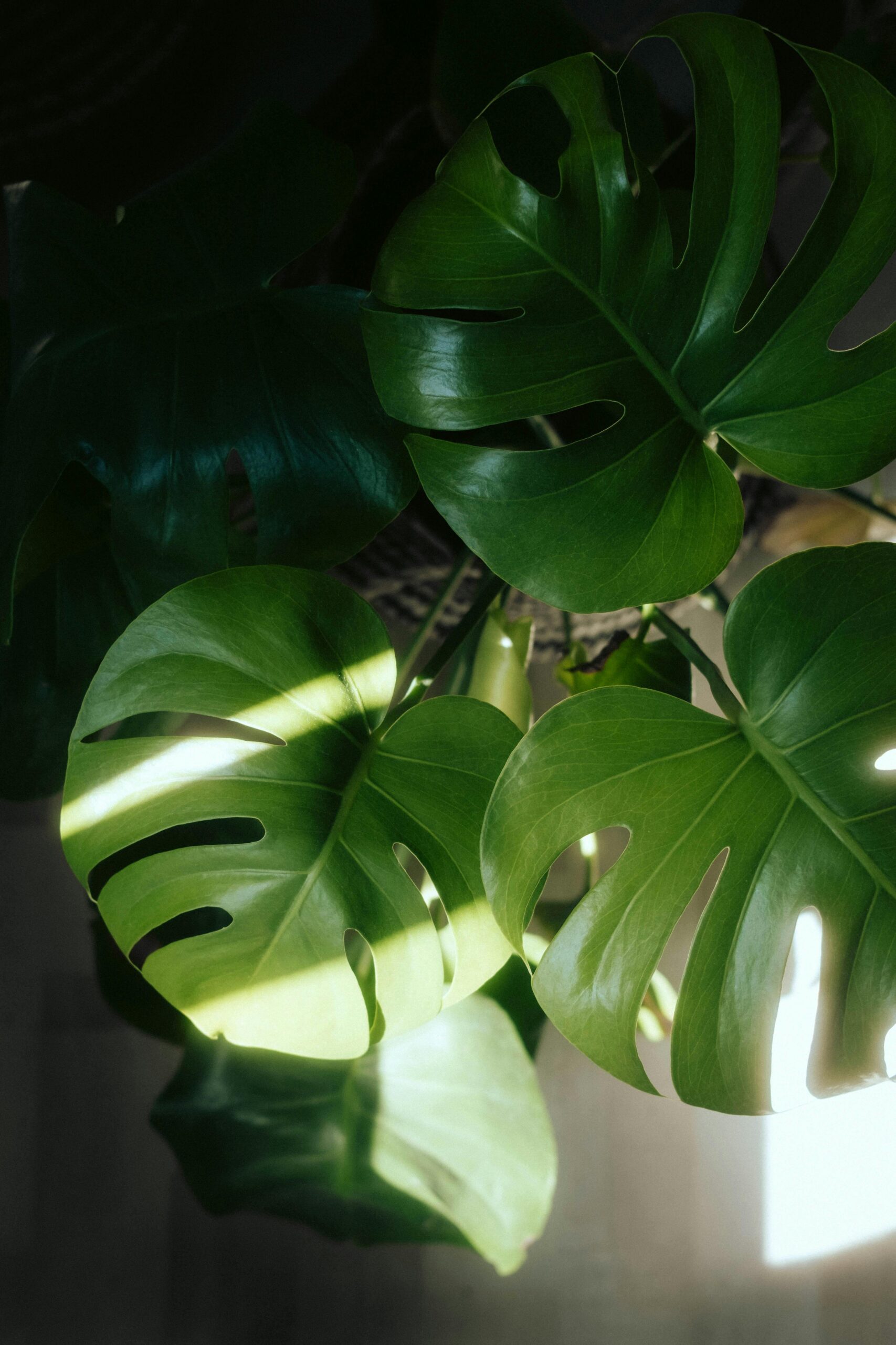 How To Grow and Style the Monstera Deliciosa Plant?