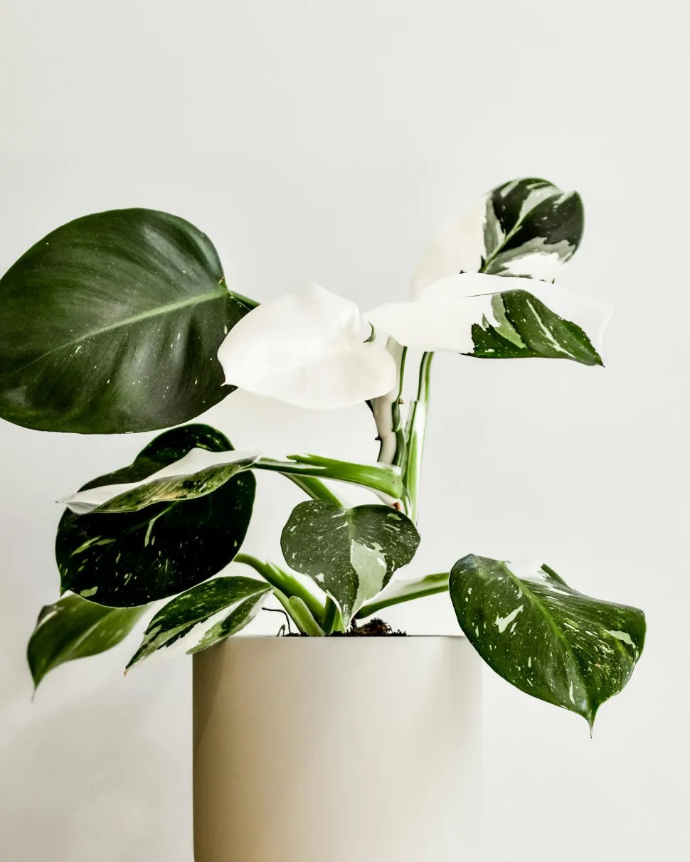 Philodendron White Wizard: Fun facts and myths about Beautiful Indoor Plant