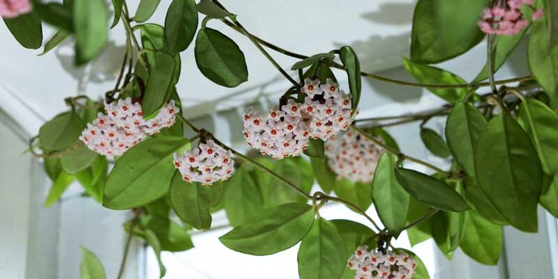 The Enchanting Wax Plant: A Growth Manual indoor plants