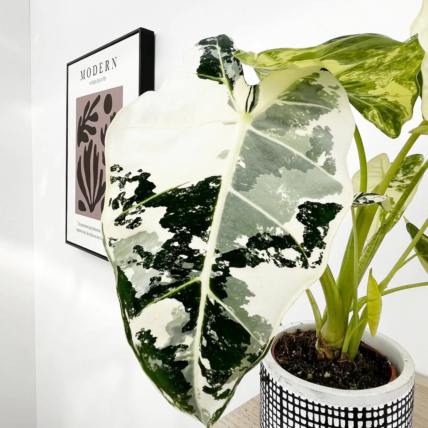 Alocasia Frydek Variegated: How to Grow and Enjoy This Gorgeous Plant