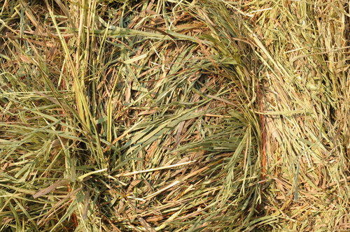 Buy Hay Bales Online – High-Quality Hay Bales for Sale