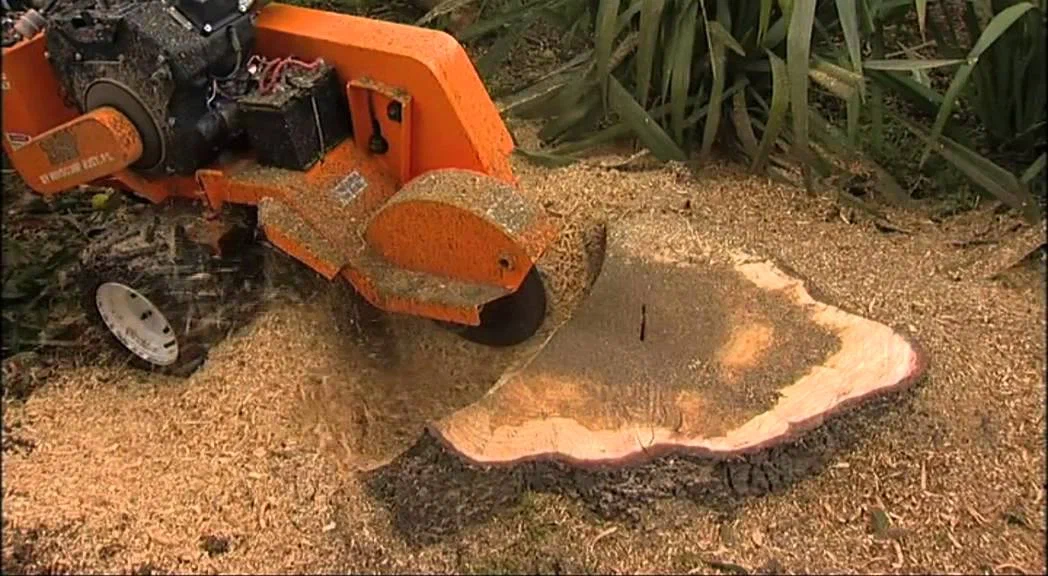 Ways of Saving Cash with Affordable Stump Grinding Services